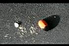 猴歡喜-種子06.jpg