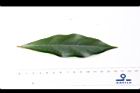 猴歡喜-葉正04.JPG