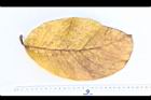 猴面果-葉正黃07.JPG