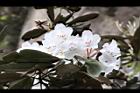 猴頭杜鵑-花35.JPG