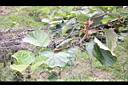 獼猴桃-枝葉.jpg