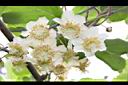 獼猴桃-花02.jpg