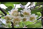 獼猴桃-花01.jpg