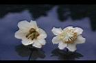 獼猴桃-花08.jpg