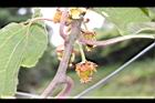 獼猴桃-花22.jpg
