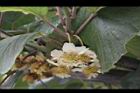 獼猴桃-花30.jpg
