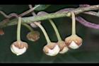 獼猴桃-花苞0.jpg