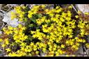 玉山佛甲草-花01.jpg