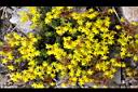 玉山佛甲草-花20.jpg