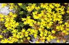 玉山佛甲草-花02.jpg