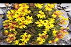 玉山佛甲草-花07.jpg