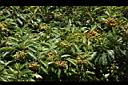 玉山假沙梨-實05.JPG