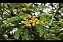 玉山假沙梨-實08.JPG