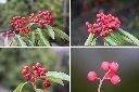 玉山假沙梨-紅實1.jpg