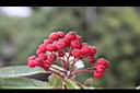 玉山假沙梨-紅實21.jpg