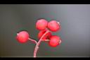 玉山假沙梨-紅實22.jpg