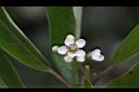 玉山假沙梨-花03.jpg