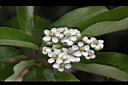 玉山假沙梨-花04.jpg