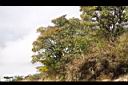 玉山假沙梨01.jpg