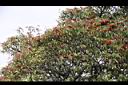 玉山假沙梨03.jpg