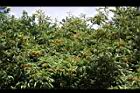 玉山假沙梨-實01.JPG