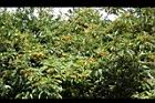 玉山假沙梨-實02.JPG
