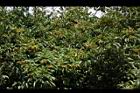 玉山假沙梨-實04.JPG