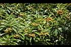 玉山假沙梨-實06.JPG