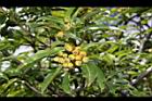 玉山假沙梨-實07.JPG