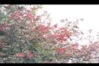 玉山假沙梨-實11.JPG