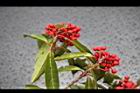 玉山假沙梨-紅實00.jpg