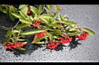 玉山假沙梨-紅實01.jpg