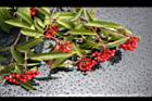 玉山假沙梨-紅實02.jpg