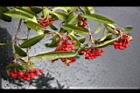 玉山假沙梨-紅實03.jpg