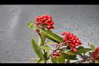玉山假沙梨-紅實04.jpg