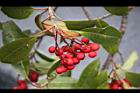 玉山假沙梨-紅實05.jpg