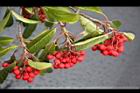 玉山假沙梨-紅實07.jpg