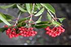 玉山假沙梨-紅實08.jpg