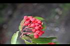 玉山假沙梨-紅實09.jpg