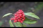 玉山假沙梨-紅實10.jpg