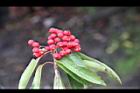 玉山假沙梨-紅實12.jpg