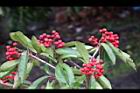 玉山假沙梨-紅實13.jpg