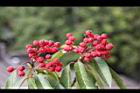 玉山假沙梨-紅實16.jpg