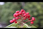 玉山假沙梨-紅實17.jpg