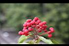 玉山假沙梨-紅實18.jpg