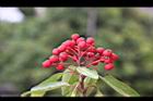 玉山假沙梨-紅實20.jpg