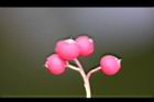 玉山假沙梨-紅實23.jpg