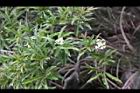 玉山假沙梨-花06.jpg