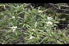玉山假沙梨-花07.jpg