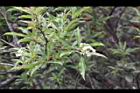 玉山假沙梨-花08.jpg